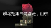 群鳥翔集白鷺翩躚，山東東明黃河國家濕地公園成“鷺鳥天堂”