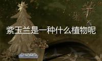 紫玉蘭是一種什么植物呢 紫玉蘭有什么作用呢