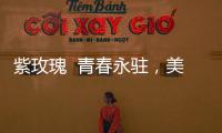 紫玫瑰  青春永駐，美麗從內(nèi)而外