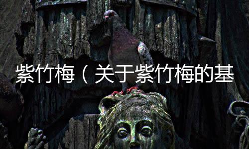 紫竹梅（關于紫竹梅的基本情況說明介紹）