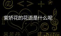紫嬌花的花語是什么呢 紫嬌花的作用有什么呢