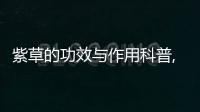 紫草的功效與作用科普,紫草的副作用科普藥效用法圖片