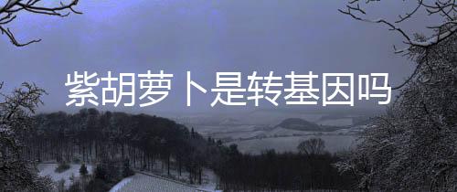 紫胡蘿卜是轉(zhuǎn)基因嗎