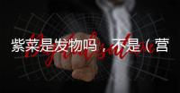 紫菜是發物嗎，不是（營養雖豐富但不會誘發疾?。?/></div></a><small dir=