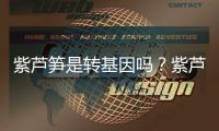 紫蘆筍是轉基因嗎？紫蘆筍和綠蘆筍哪個好？