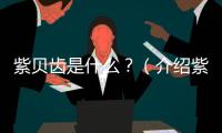 紫貝齒是什么？（介紹紫貝齒的種類特征及養(yǎng)護(hù)方法）