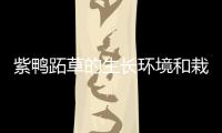 紫鴨跖草的生長環境和栽培技巧