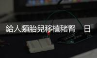 給人類胎兒移植豬腎　日本臨床研究惹爭議