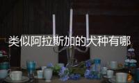 類似阿拉斯加的犬種有哪些？類似阿拉斯加的小型犬