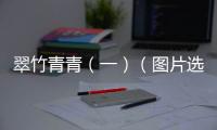 翠竹青青（一）（圖片選自網(wǎng)絡(luò)）