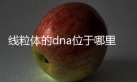 線粒體的dna位于哪里 線粒體的dna位于什么位置