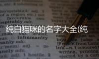 純白貓咪的名字大全(純白貓咪頭頂黑色胎毛)