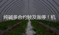 純堿多合約觸及漲停！機構：市場傳言擾動，有待證實