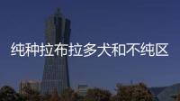 純種拉布拉多犬和不純區(qū)別(拉布拉多犬狗窩尺寸)