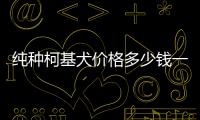 純種柯基犬價(jià)格多少錢一只(柯基犬老了什么樣)