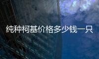 純種柯基價(jià)格多少錢一只(純種柯基)