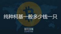 純種柯基一般多少錢一只(純種柯基怎么鑒別)