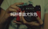 純種泰迪犬灰色