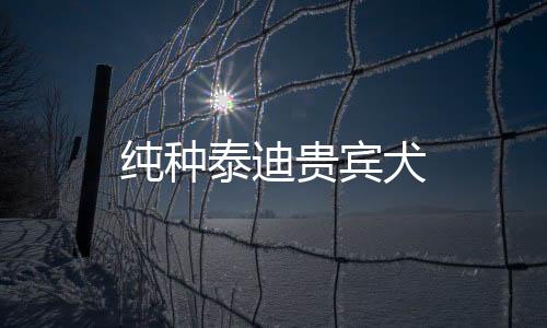 純種泰迪貴賓犬