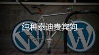 純種泰迪貴賓狗