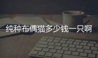 純種布偶貓多少錢一只啊圖片？純種布偶幼貓多少錢