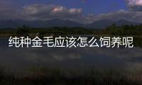 純種金毛應該怎么飼養呢？純種金毛有什么特征