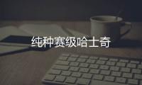 純種賽級哈士奇
