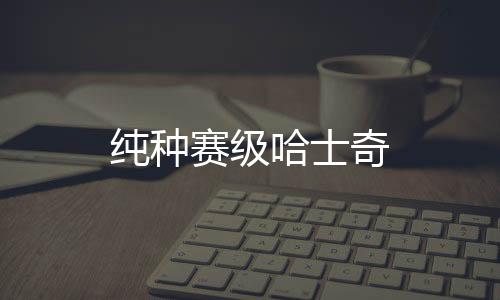 純種賽級哈士奇