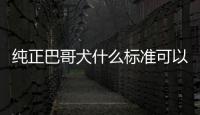 純正巴哥犬什么標準可以養？純正巴哥犬什么標準好養