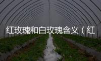 紅玫瑰和白玫瑰含義（紅玫瑰和白玫瑰的寓意）