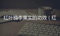 紅葉稠李果實(shí)的功效（紅葉稠李）