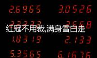 紅冠不用裁,滿身雪白走將來(lái)（滿身雪白走將來(lái)）