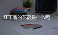 紅丁香的花語是什么呢 紅丁香的種植有什么注意的呢