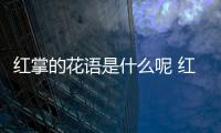 紅掌的花語是什么呢 紅掌的種植應該注意什么呢