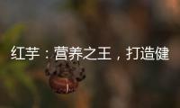 紅芋：營養之王，打造健康美食秘籍！