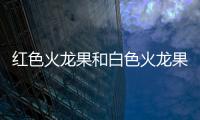 紅色火龍果和白色火龍果的區(qū)別