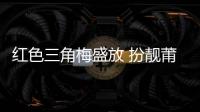 紅色三角梅盛放 扮靚莆田迎賓大道木蘭溪大橋