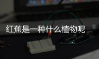 紅蕉是一種什么植物呢 紅蕉的作用有什么呢