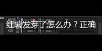 紅薯發芽了怎么辦？正確處理方法讓你吃得放心