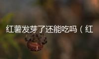 紅薯發(fā)芽了還能吃嗎（紅薯長出芽還能吃嗎？紅薯長芽有毒嗎？）