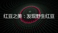 紅豆之美：發(fā)現(xiàn)野生紅豆的神奇功效！