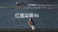 紅高粱第46