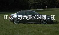 紅龍魚壽命多長時間，能活多久？ 紅龍魚壽命能活多少年