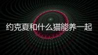 約克夏和什么貓能養一起？ 約克夏犬造型
