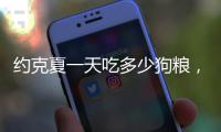 約克夏一天吃多少狗糧，約克夏一天吃多少雞蛋