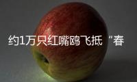 約1萬只紅嘴鷗飛抵“春城” 昆明啟動“護鷗助游”工作