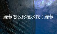 綠蘿怎么移植水栽（綠蘿怎么移植）
