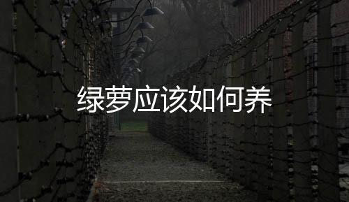 綠蘿應(yīng)該如何養(yǎng)