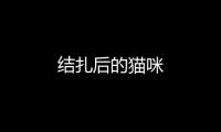 結扎后的貓咪