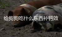 給狗狗吃什么東西補鈣效果最好呢？給狗狗吃什么可以補鈣